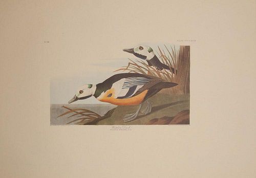 After John James Audubon (1785-1851): Birds of America, Amsterdam Edition, Printed by G. Schut & Zonen, 1971-73: Twenty-Five Plates