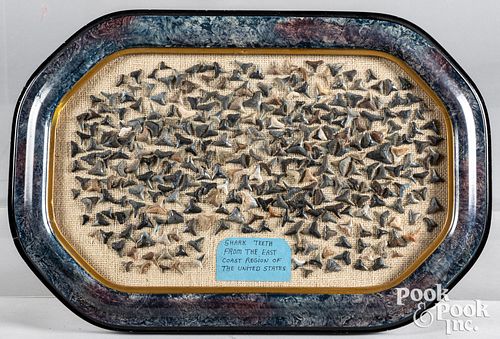 Collection of fossil shark's teeth