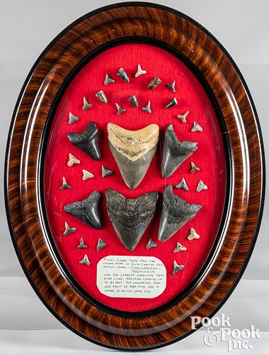 Collection of fossil shark's teeth, framed