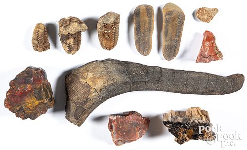 Group of fossilized items