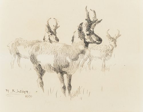 William R. Leigh (1866–1955) – Pronghorn Antelope (1950) 