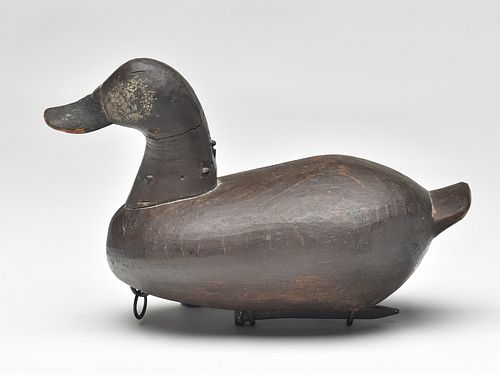 Ruddy duck drake, Alvirah Wright, Duck, North Carolina, circa 1910.