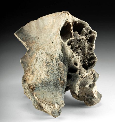 Rare Fossilized Sabertooth Cat Skull - Entire Back Half