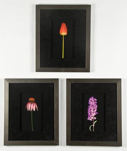 Suite of 3 Framed Botanical Photographs