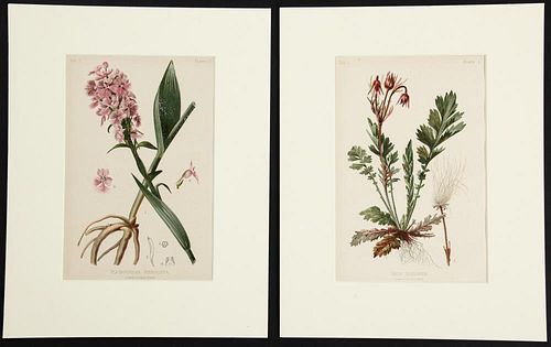 2 Antique Chromolithographic Botanical Prints