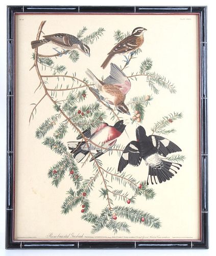 J Audubon Rose-Breasted Grosbeak Lithograph No.26
