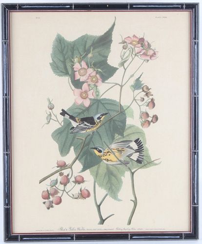 JJ Audubon Black & Yellow Warbler Lithograph No.25