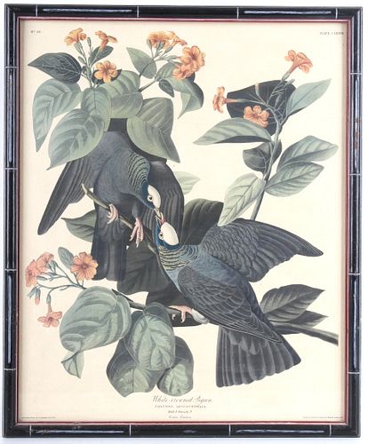 JJ Audubon White Crown Pigeon Lithograph No.36