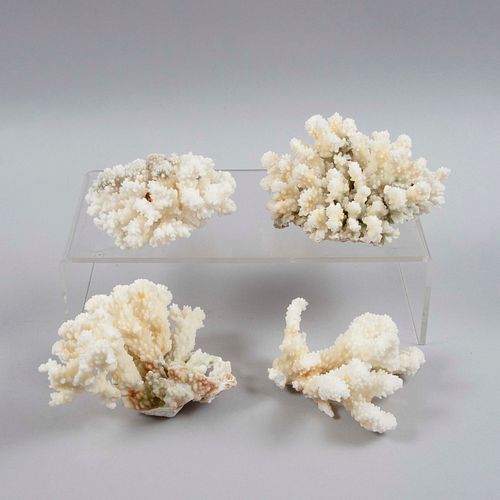Lote de 4 formaciones naturales de coral blanco. 20 cm de longitud (mayor).