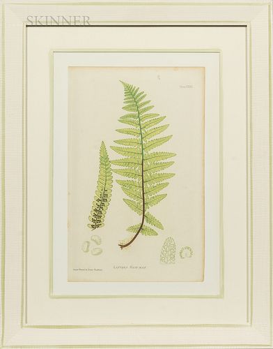 Four Plates from Thomas Moore's The Ferns of Great Britain