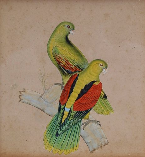 China Trade Gouache and Ink Crimson-winged Parrots, mid 19th Century