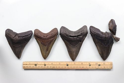 Megalodon Teeth Group 9