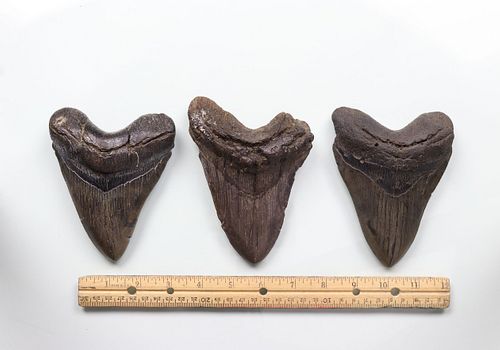 Megalodon Teeth Group 14