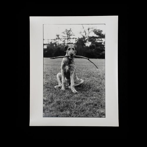 Elliott Erwitt Signed Irish Wolfhound Photograph