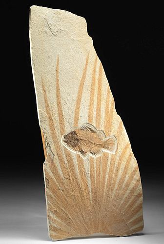 Rare Complete Fossilized Priscacara Fish & Palm Fronds