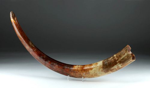 Pleistocene Ice Age Juvenile Mammoth Tusk
