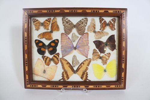 Framed Collection of Butterflies