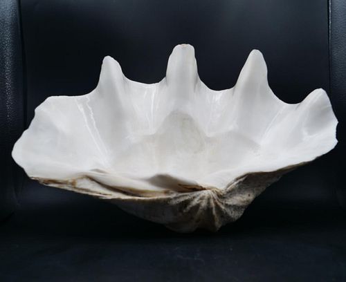 Large South Pacific Clamshell, 17 Inches