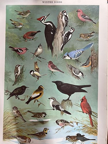 Ned Smith Bird Prints