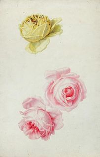 <p>English School (18th Century) Studies of roses, plums, nectarines and apples watercolour, one wit
