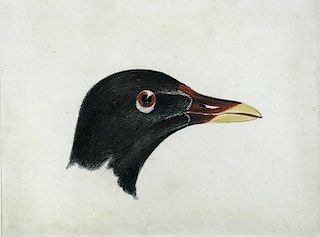 Joseph Mallord William Turner, RA (British, 1775-1851) Study of the head of a Moorhen watercolour, i