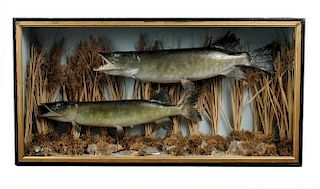 A brace of pike, mounted within a naturalistic setting to a flat-fronted case, together with another