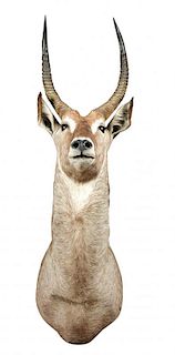 Defassa waterbuck (Kobus defassa), a modern neck mount, the antlers approximately 54cm <br. <br>