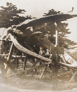 Arts & Crafts Period Tonalist Photo of Whale Skeleton c1910