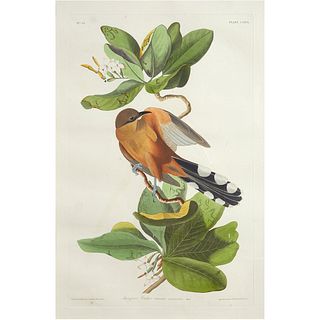 After J.J. Audubon Mangrove Cuckoo
