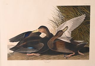 John James Audubon (1785 - 1851), Dusky Duck, hand colored engraving and aquatint, plate 302, "The Birds of America", published by Robert Havell, 18 1