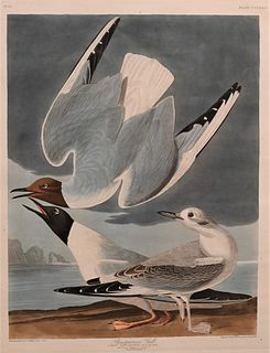 John James Audubon  (1785 - 1851), Bonaparte's Gull from "The Birds of America" plate 324, first edition engraving with hand coloring, published by Ro