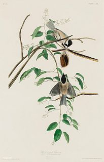 John James Audubon - Carolina Titmouse