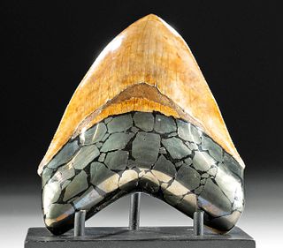 5"+ Fossilized Megalodon Tooth Pyrite Inlay Root