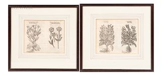 Two Botanical Prints:, Great Sage/Small Sage and Red Rose Campion/White Rose Campion.