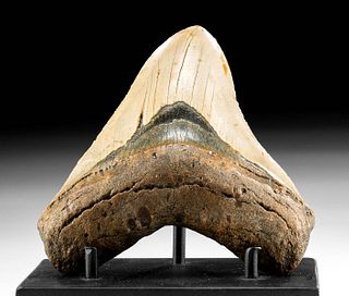 Fossilized Megalodon Tooth w/ Beige Hues