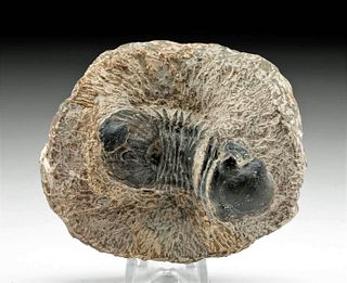 Fossilized Paralajurus Trilobite in Stone Matrix