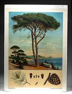 2 Anton Hartinger Natural History Posters, ca. 1900