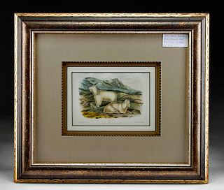 Framed Audubon Lithograph, Rocky Mountain Goat ca. 1850