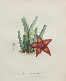 Pierre Joseph Redoute - Cotyledon tuberculosa