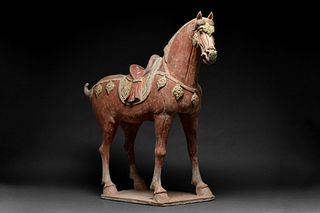 A HUGE CHINESE TANG DYNASTY TERRACOTTA HORSE WITH TL TEST