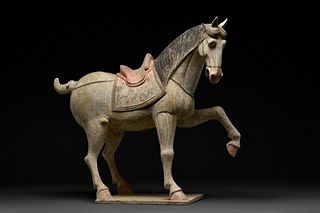 A CHINESE TANG DYNASTY TERRACOTTA PRANCING HORSE
