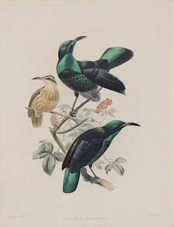J. Wolf and J. Smit del. et lith. M.&N. Hanhart imp. Two 19th c. Ornithology Lithographs
