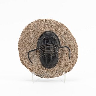 TRILOBITE FOSSIL ON STAND, DEVONIAN PERIOD