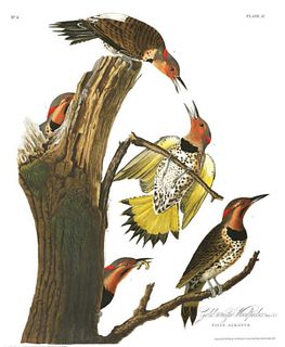 John James Audubon (After) - Golden-winged Woodpecker