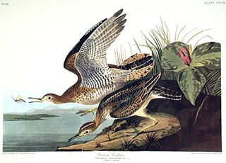 John James Audubon (After) - Bartram Sandpiper