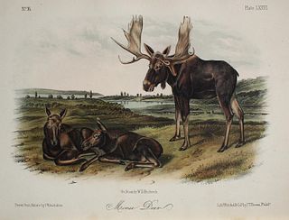 John Woodhouse Audubon - Moose Deer