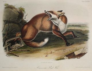 John James Audubon - American Red Fox