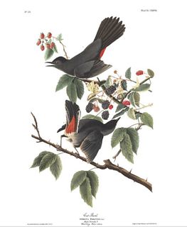 John James Audubon (After) - Cat Bird
