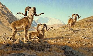 Greg Beecham | b. 1954 | Marco Polo Sheep