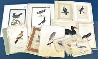 Early Bird Prints